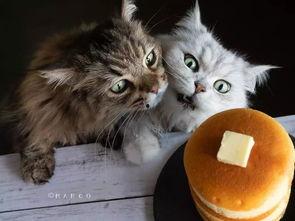 51喵小吉黑料吃瓜,娱乐圈背后的惊人真相