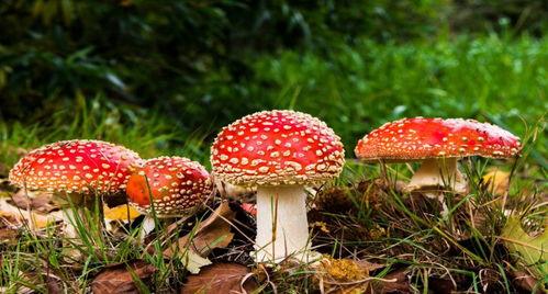 吃瓜爆料黑料蘑菇视频招商,招商风云录