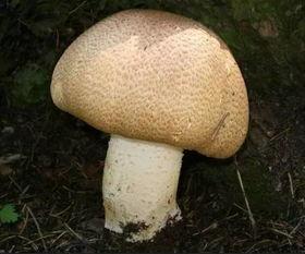 17c吃瓜官网蘑菇视频爆料黑料,揭秘娱乐圈黑料风云